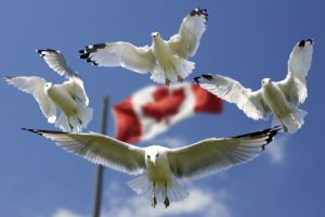 gulls, formation, flag-540791.jpg